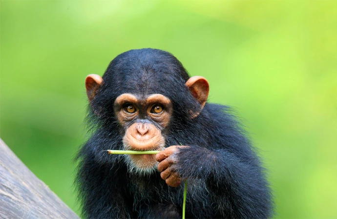 Singe