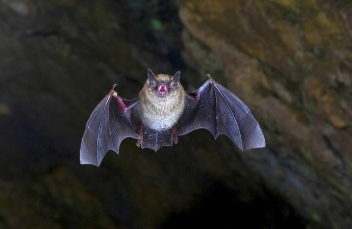 A new coronvirus has been found in Chinese bats