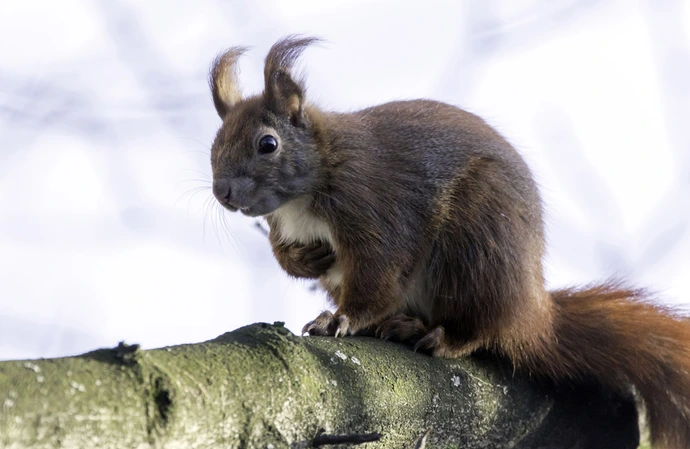 Climate change is altering squirrels' sperm