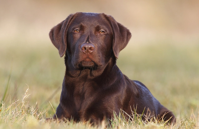 Labrador