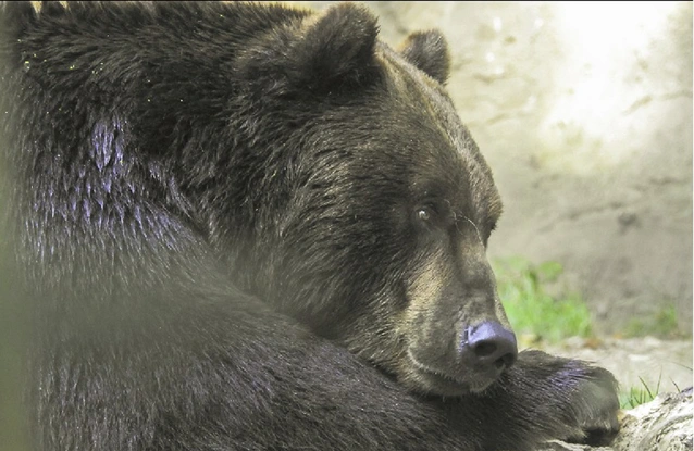 Ours