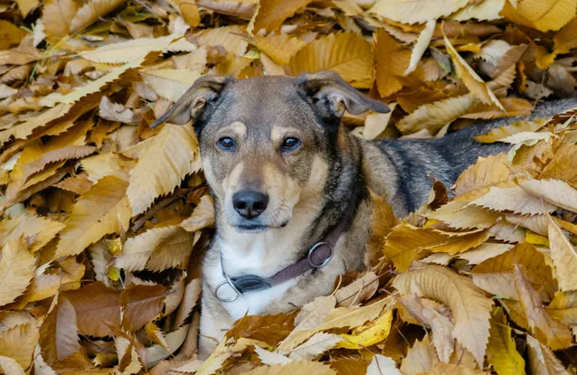 Hundefutter