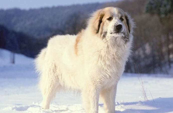 Chien