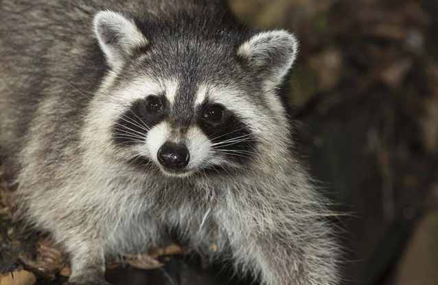 Waschbär