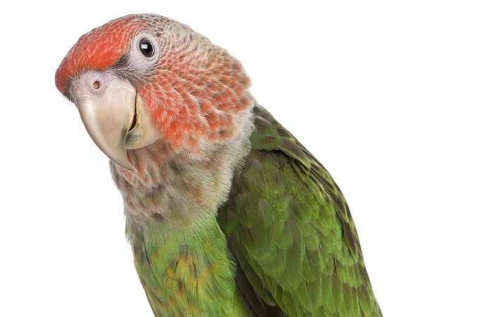 Parrots are able to tell the difference between live and pre-recorded video calls
