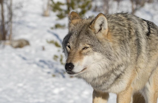Wolf
