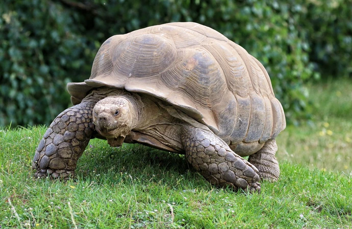 A three-legged tortoise has been provided with a set of wheels to help him get around
