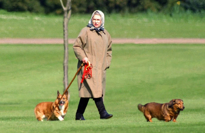 伊麗莎白二世的柯基犬在感覺到她的存在時會吠叫