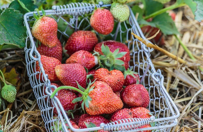 Fraises