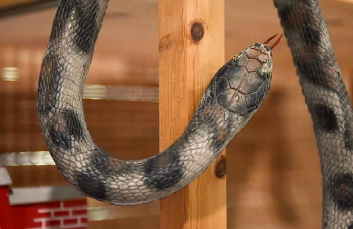 Shopper gets snake surprise in broccoli
