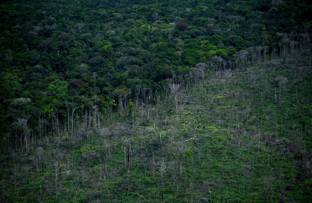 到2070年，美國森林將停止吸收碳排放