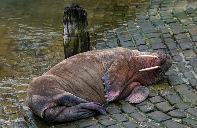 Thor the walrus returns to the sea 
