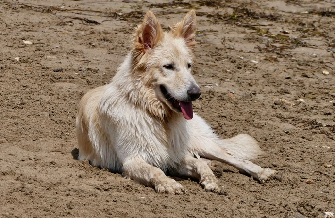 狗不小心射中了人