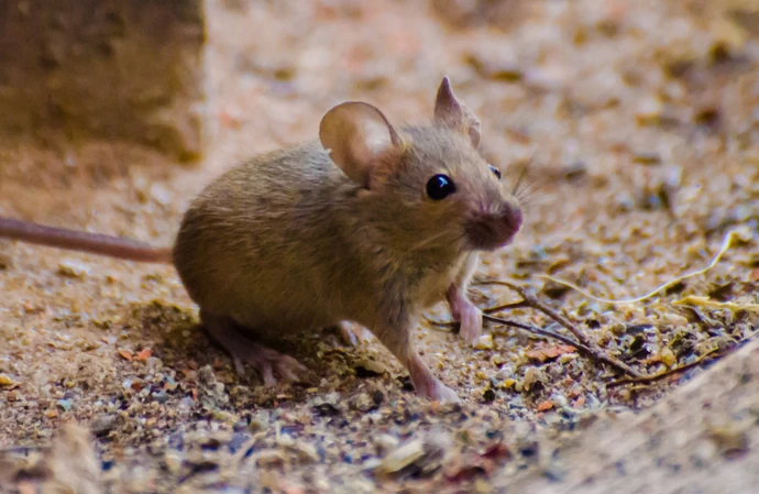 Mice can see themselves in the mirror