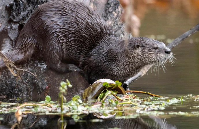 Killer otter on the loose!