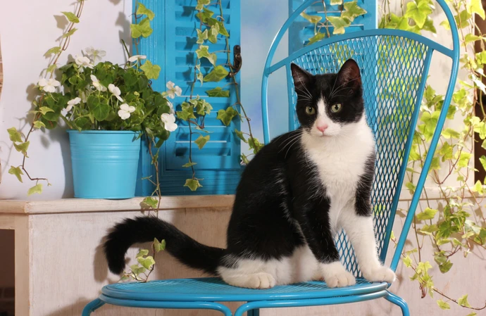 Los gatos son capaces de brillar en la oscuridad