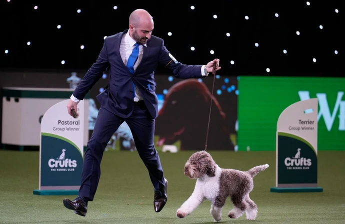 Un cachorro mimado, un Cavalier Spaniel engreído y un perro pastor no tan  tímido... ¡Estos son los mejores momentos de Crufts 2023! | BANG Premier