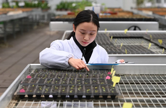 4,000 cotton rose seeds return from outer space
