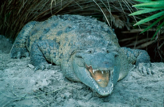 Una cocodrila de Costa Rica quedó embarazada en el primer caso conocido de 'parto virgen' en esta especie de reptil.
