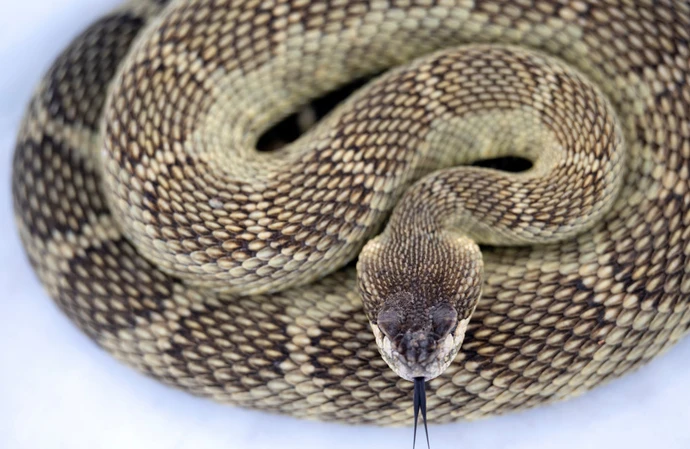 響尾蛇實際上是溫暖而可愛的生物