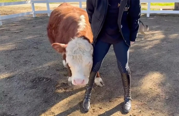 Kaley Cuoco has a new rescue pet cow
