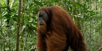 Orangutan treats open wound with medicinal herb
