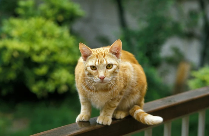 Ginger cats invaded Britain with the Vikings