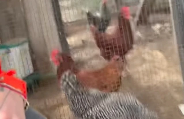 Machine Gun Kelly buys chickens for his home