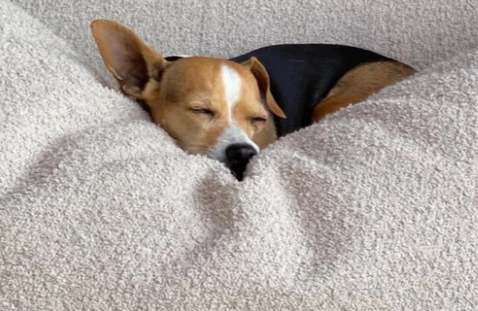 Ellen DeGeneres has announced the sad news of her dog Augie's death