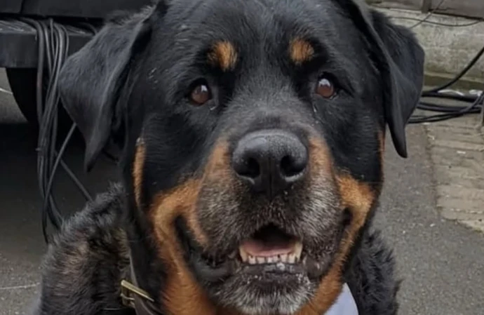 The Malone family's dog Bobby had died / Credit: Instagram