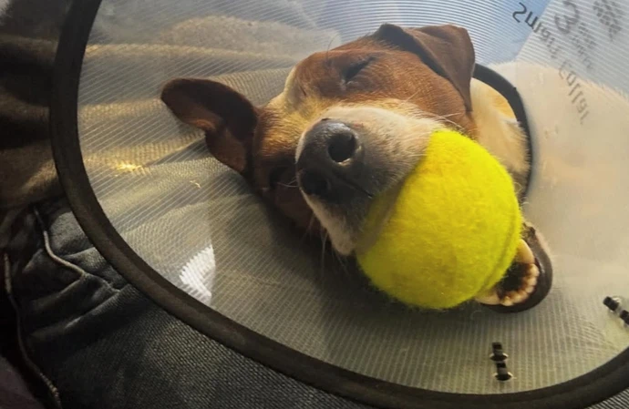 Kacey Ainsworth's dog Leonard / © Instagram