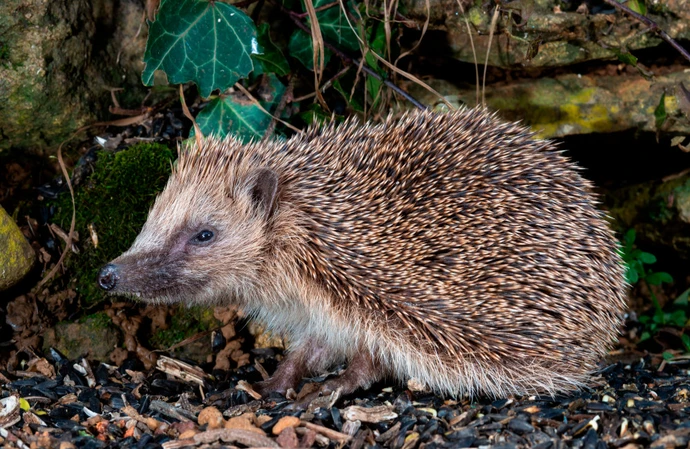 AI is being utilised to combat the decline of hedgehog numbers in Britain