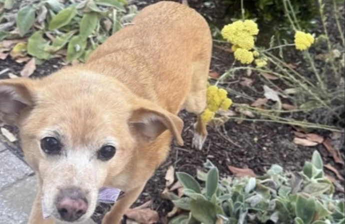 Ariana Grande gushes over 'love of my life' pet pooch in heartfelt birthday message