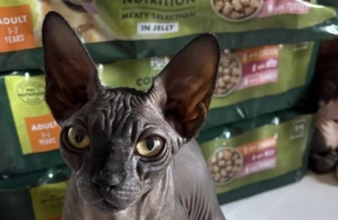 Katie Price fears her cat Doris has been stolen as she appealed for help