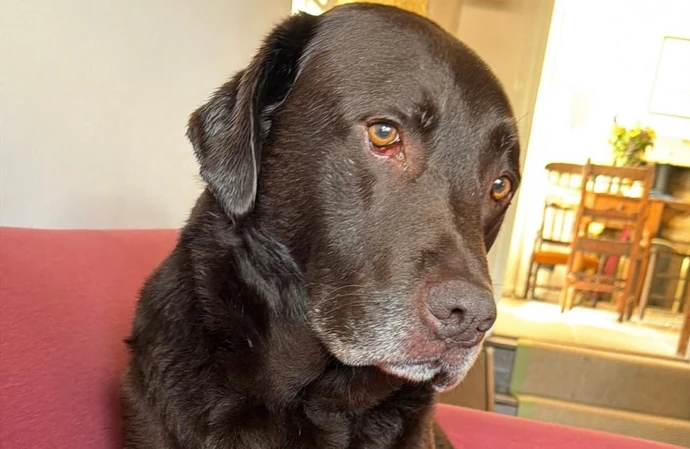 Greg James' dog Barney / © Instagram