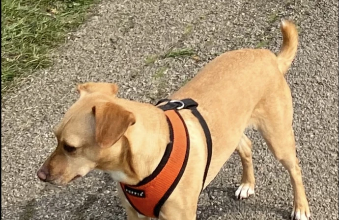 Chrissie Hynde's dog Nico